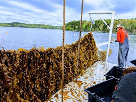 Saving the Planet One Seaweed at a Time: Maine's Environmental Solution